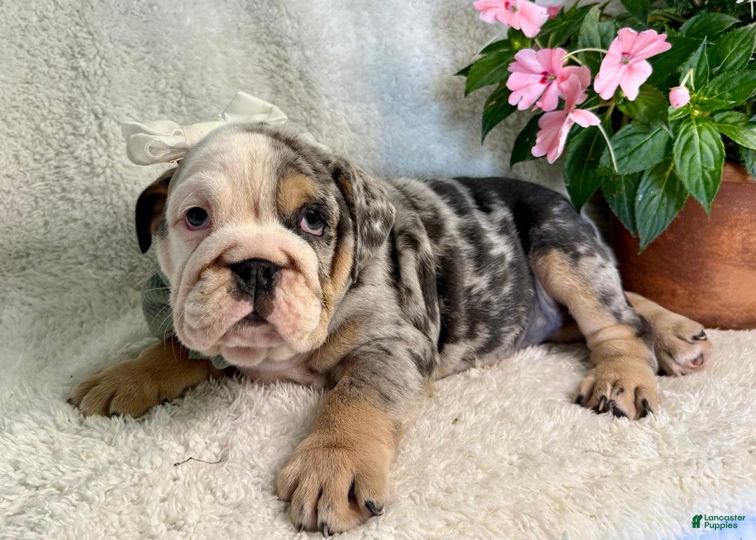 English Bulldog dogs for sale: Maggie - Image 3