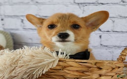 Welsh Corgi Pembroke dogs for sale: Gilbert - Image 3