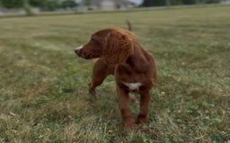 Irish Doodle dogs for sale: Jasper - Image 3