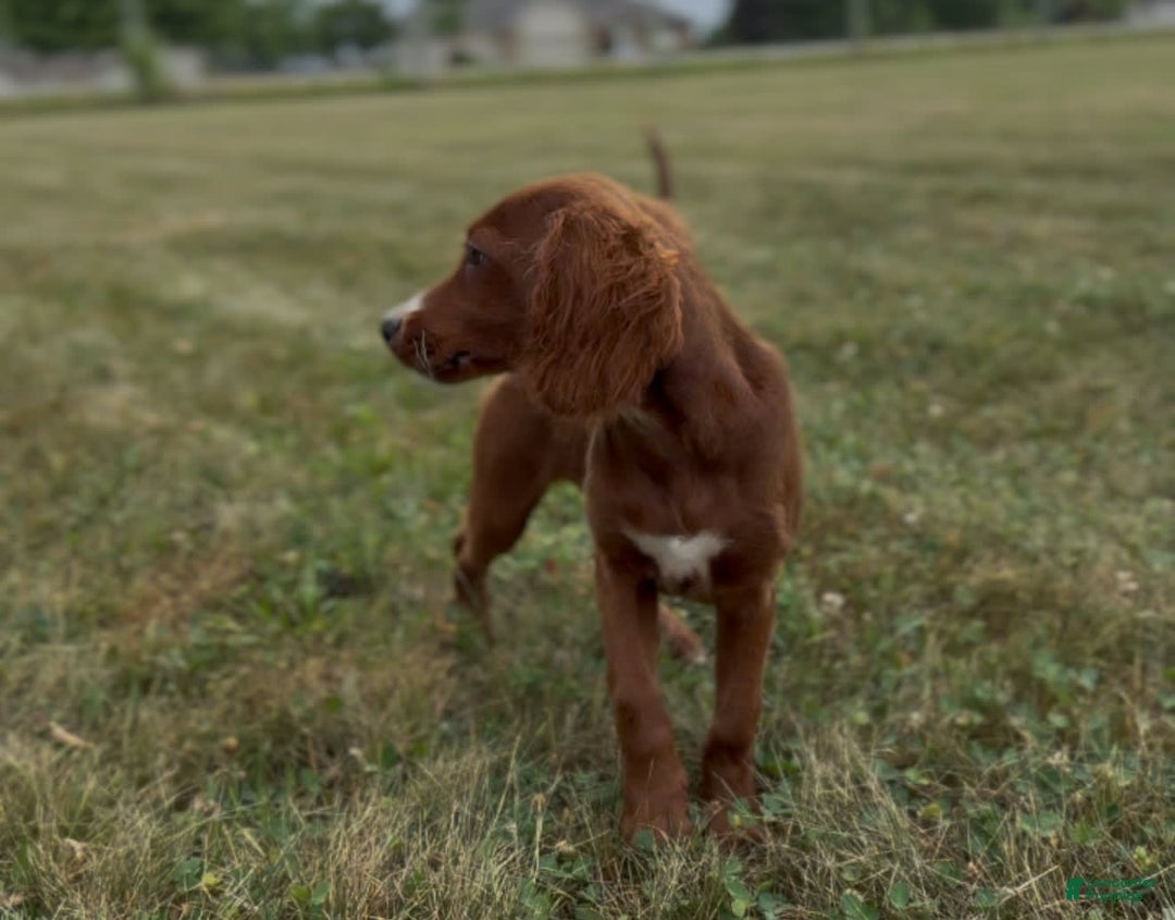 Irish Doodle dogs for sale: Jasper - Image 3