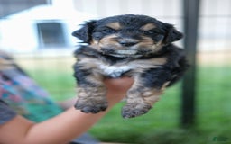 Bernedoodle dogs for sale: Violet - Image 1