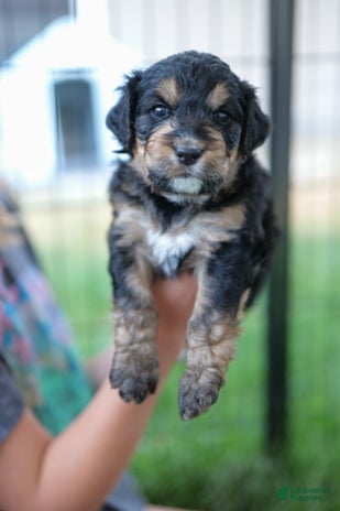 Bernedoodle dogs for sale - Ad 3