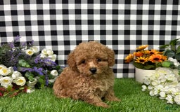 Miniature Poodle dogs for sale: Mila - Image 5