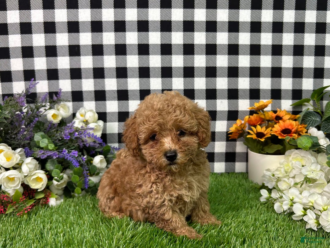 Miniature Poodle dogs for sale: Mila - Image 5
