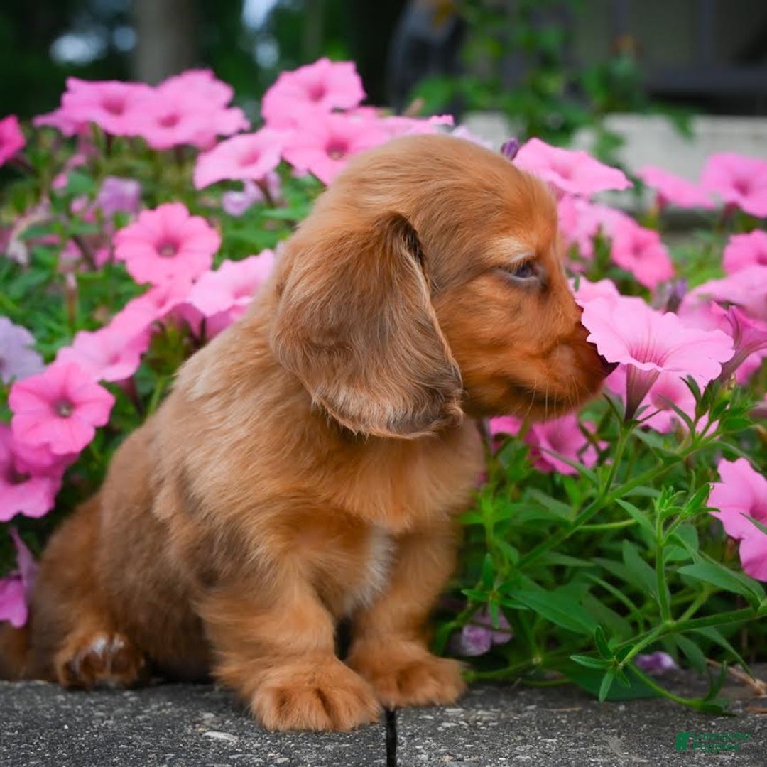 Miniature Dachshund dogs for sale: Sugar - Image 3