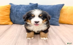 Bernese Mountain Dog dogs for sale: Chief - Image 1