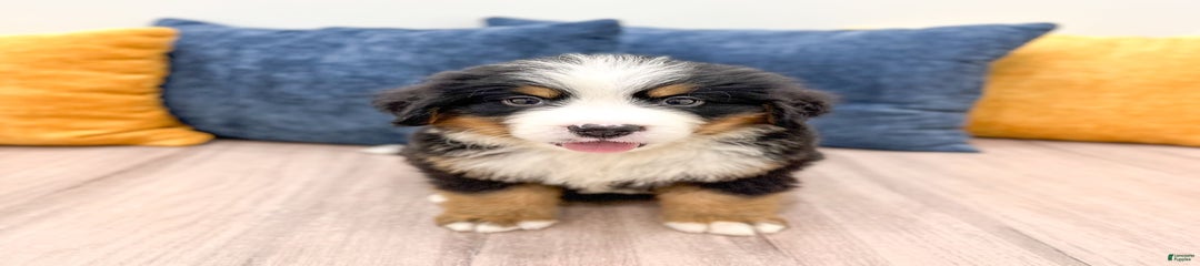 Chief