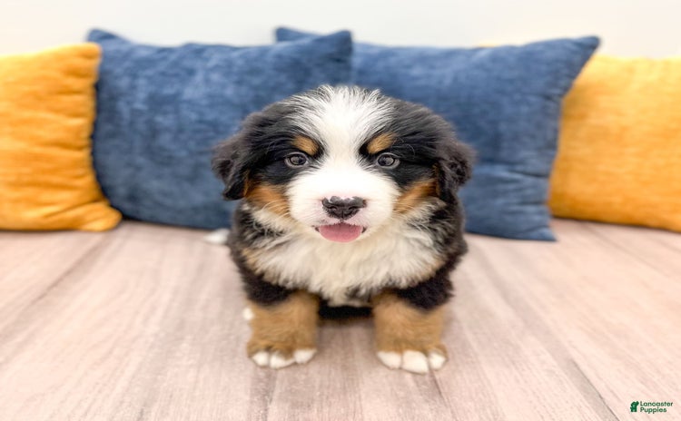 Bernese Mountain Dog dogs for sale - Ad 3