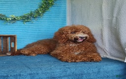 Miniature Poodle dogs for sale: Dakato - Image 12