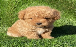 Toy Poodle dogs for sale: Annie - Image 2