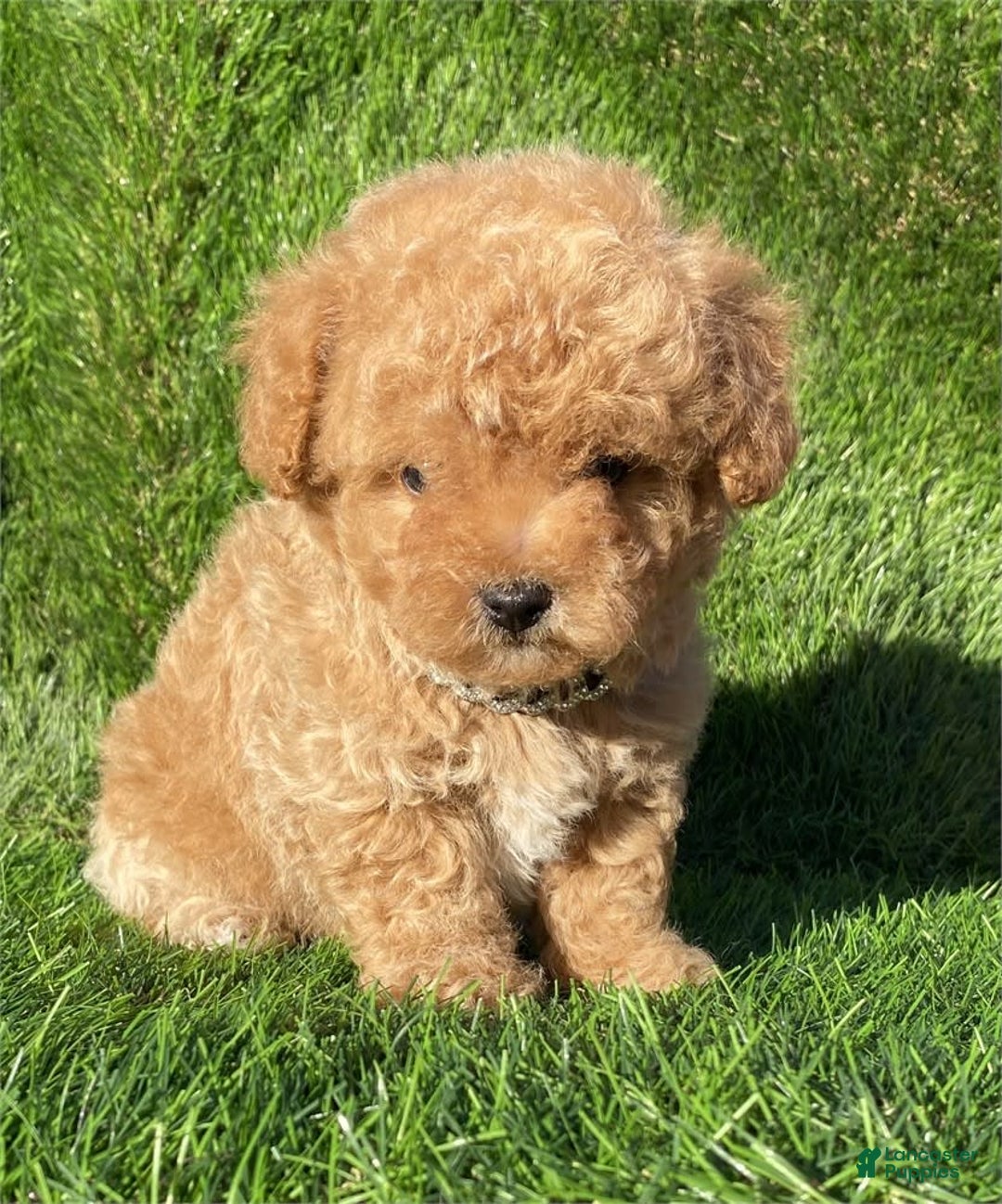 Toy Poodle dogs for sale: Annie - Image 2