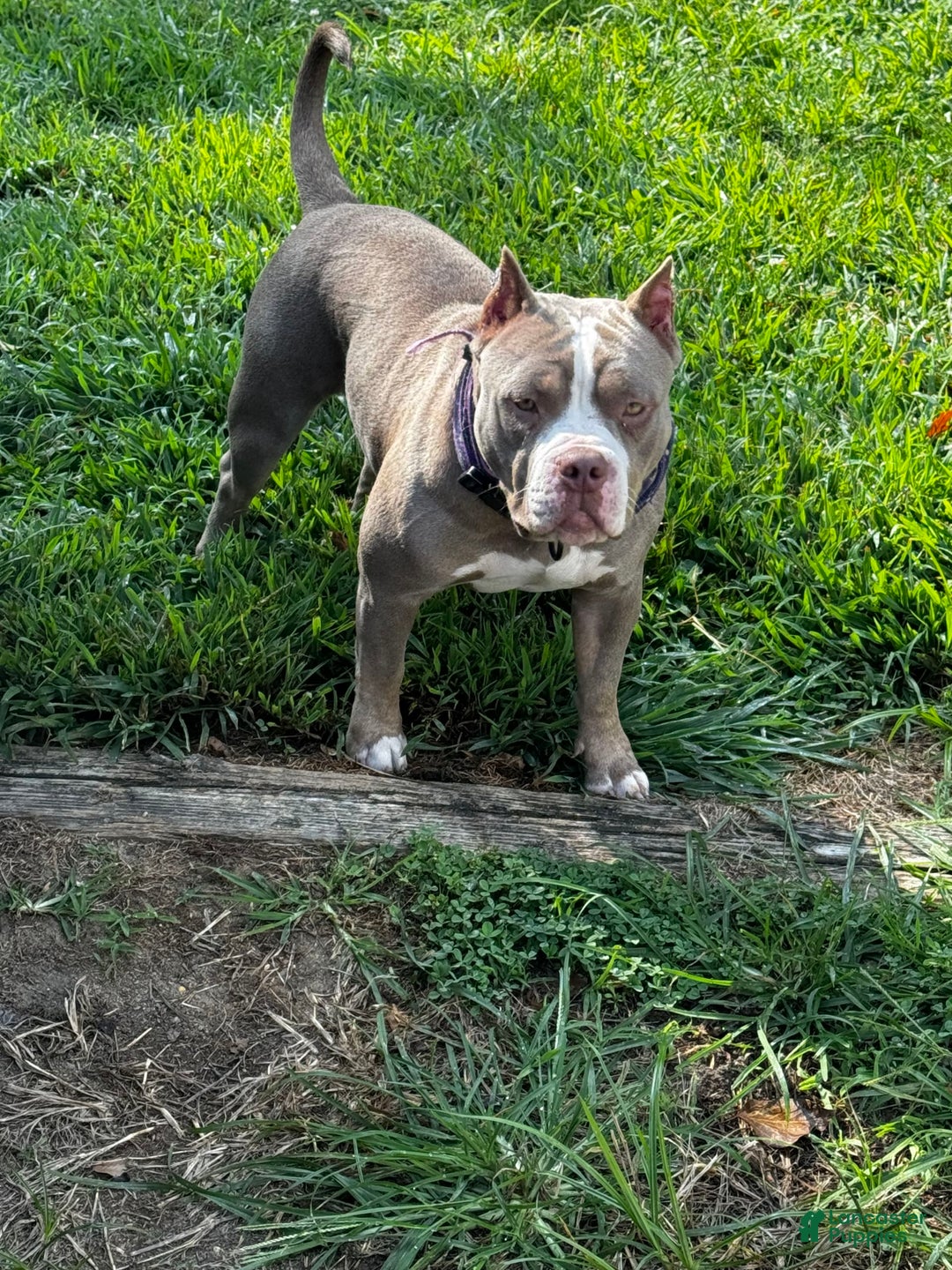 American Bully dogs for sale: Taz - Image 2