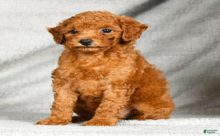 Miniature Poodle dogs for sale - Ad 1