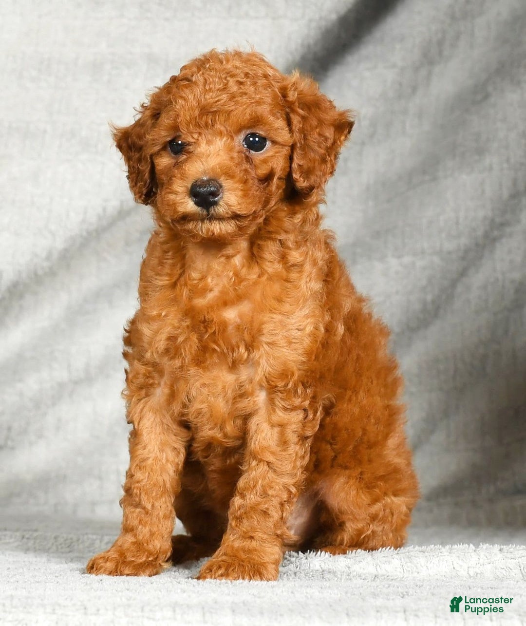 Miniature Poodle dogs for sale: Dixie - Image 1
