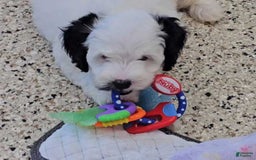  dogs for sale: Whitney - Image 5