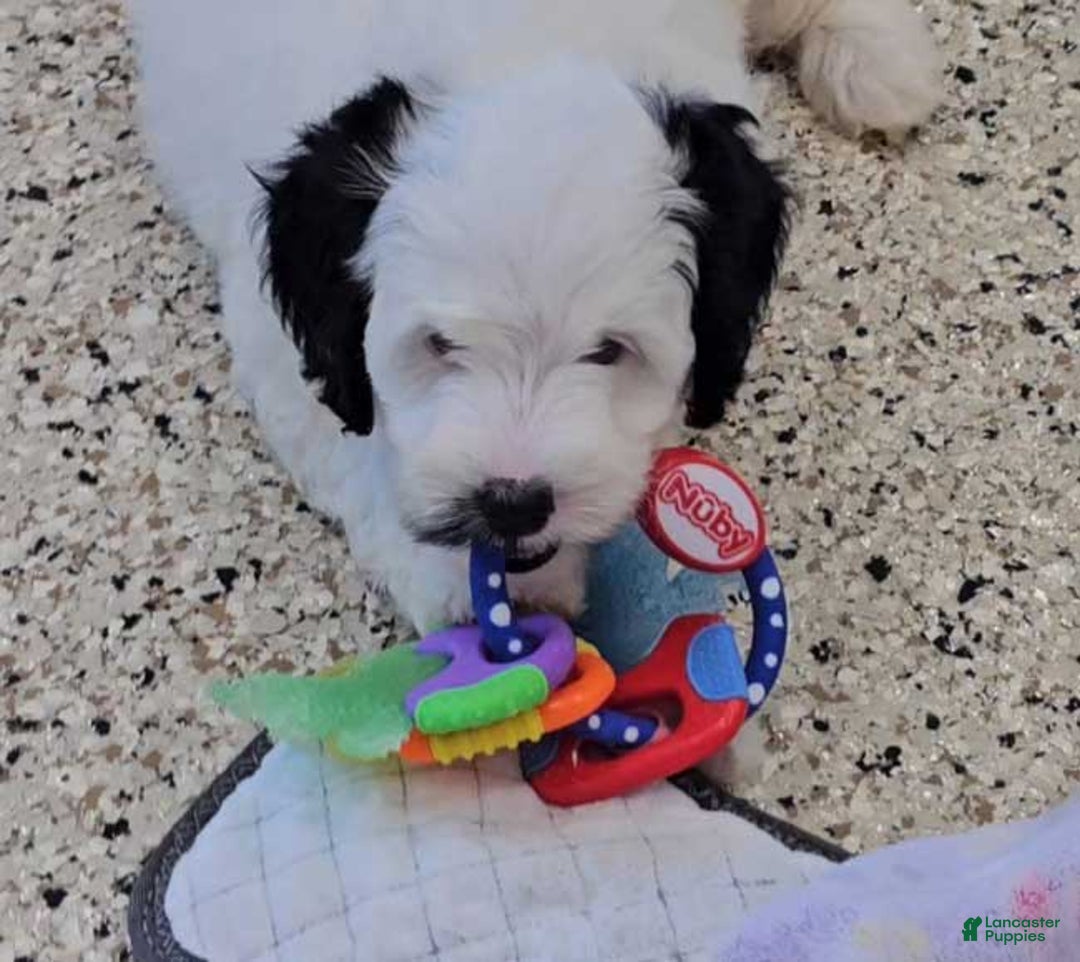  dogs for sale: Whitney - Image 5