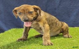 Catahoula Leopard Dog dogs for sale: Diamond 2025 M1 - Image 8