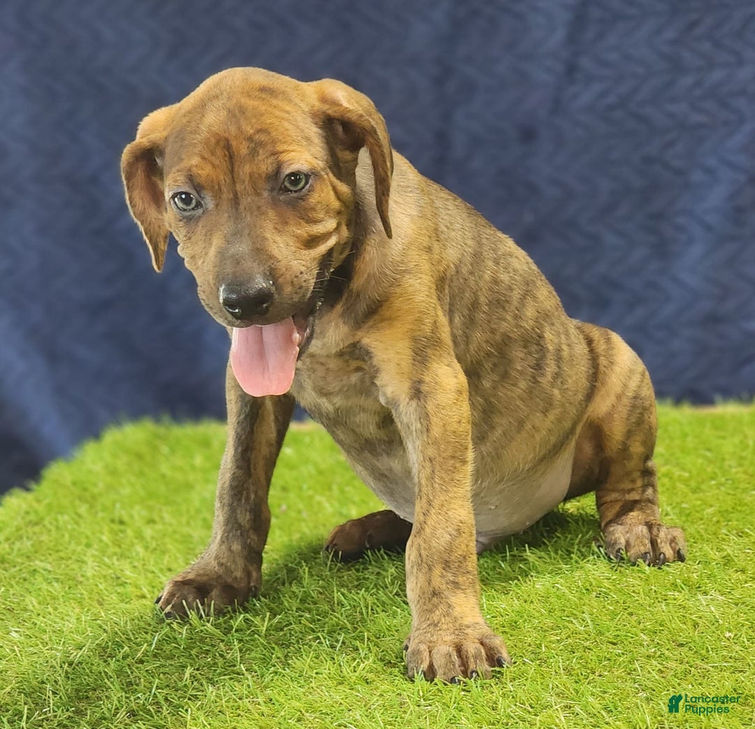 Catahoula Leopard Dog dogs for sale: Diamond 2025 M1 - Image 8