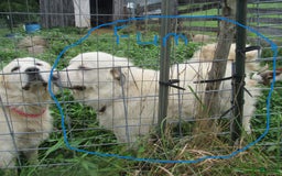Great Pyrenees dogs for sale: Blue - Image 9
