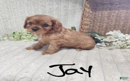 Cavalier King Charles Spaniel dogs for sale: Jay - Image 1