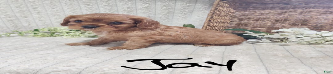 Jay