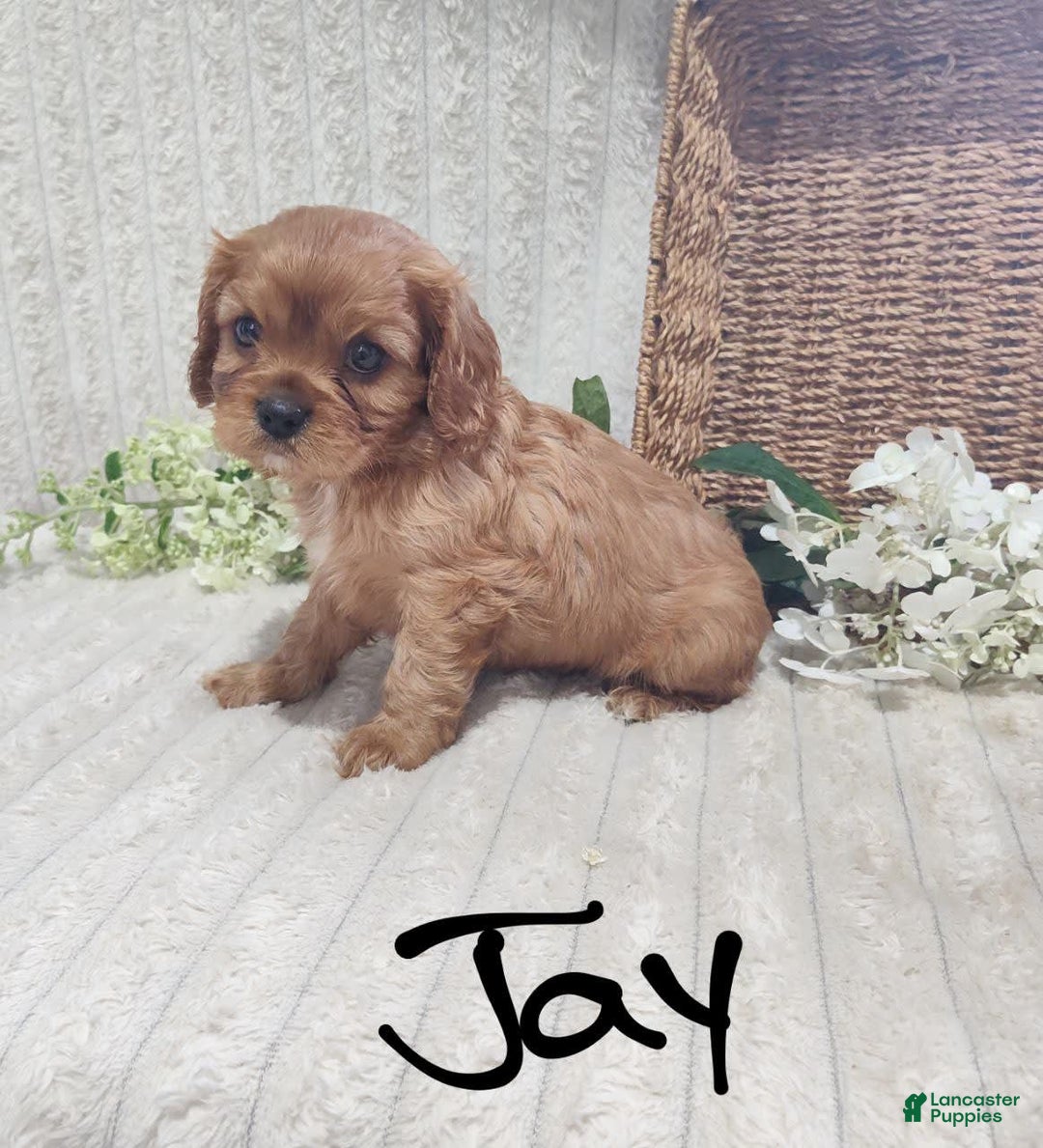 Cavalier King Charles Spaniel dogs for sale: Jay - Image 1