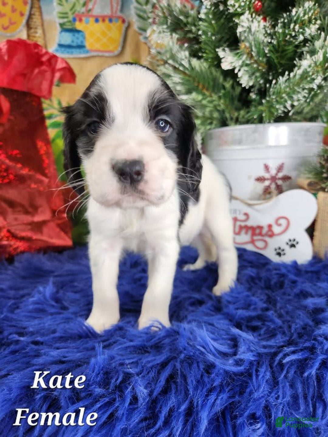 English Springer Spaniel dogs for sale: Kate - Image 4