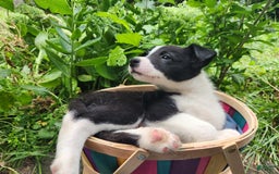 Border Collie dogs for sale: Spartan - Image 2