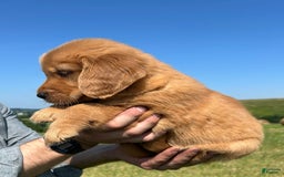 Golden Retriever dogs for sale: Honey - Image 18