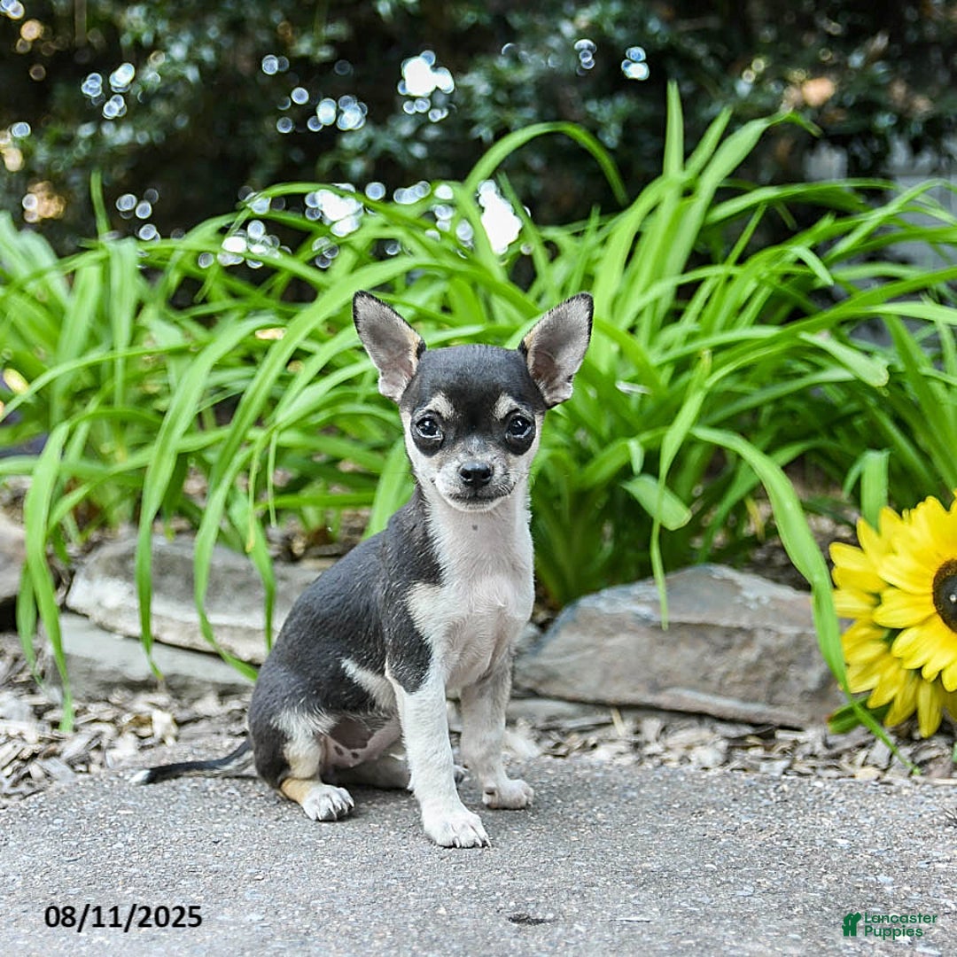 Chihuahua dogs for sale: Rachelle - Image 3