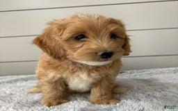  dogs for sale: Mini Goldendoodle 7 puppies - Image 10