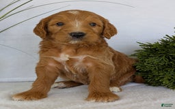 Goldendoodle dogs for sale: Daisy - Image 6
