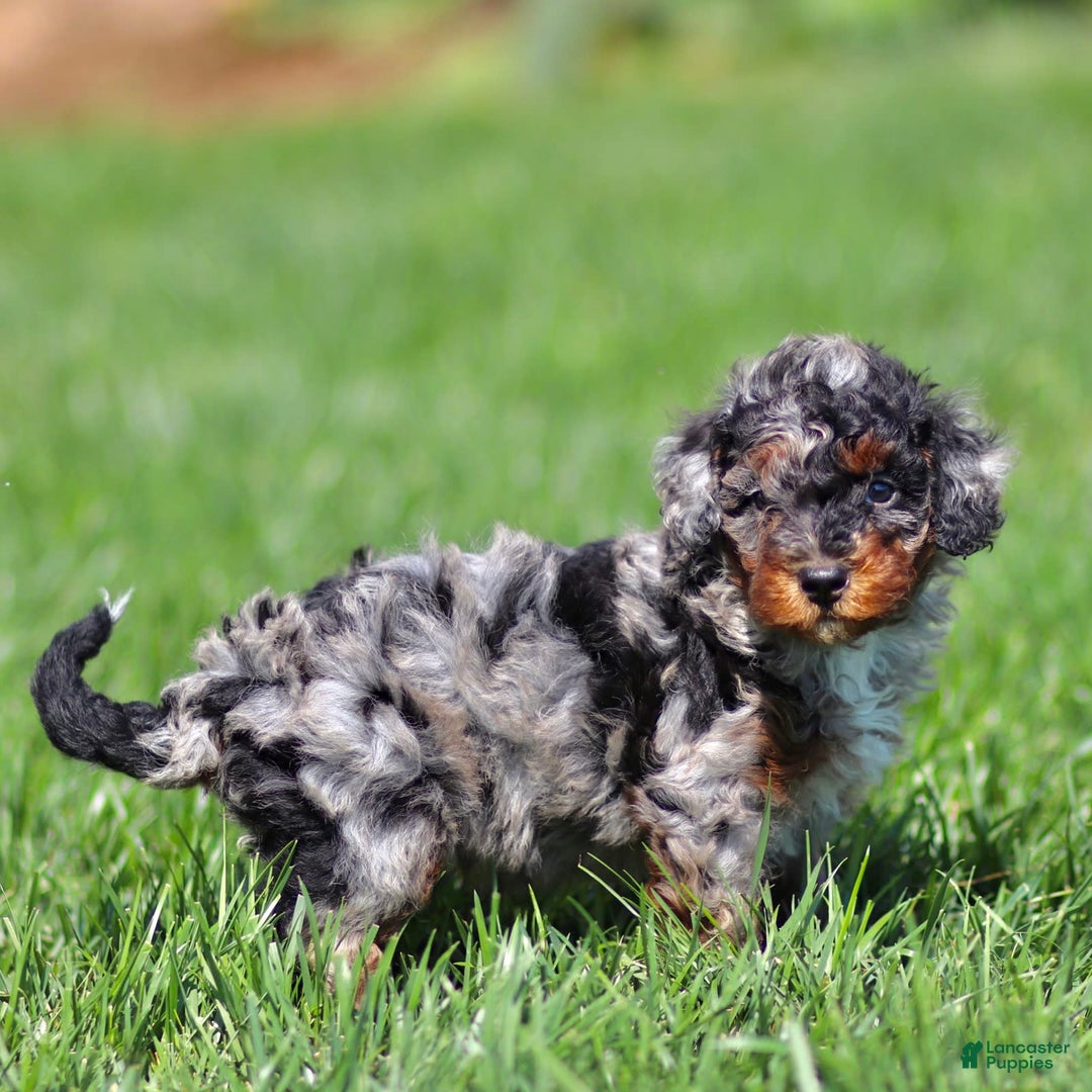 Mini Bernedoodle dogs for sale: Tabitha - Image 2