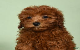 Miniature Poodle dogs for sale: Monty - Image 9