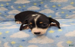 Miniature Dachshund dogs for sale: Cody - Image 4