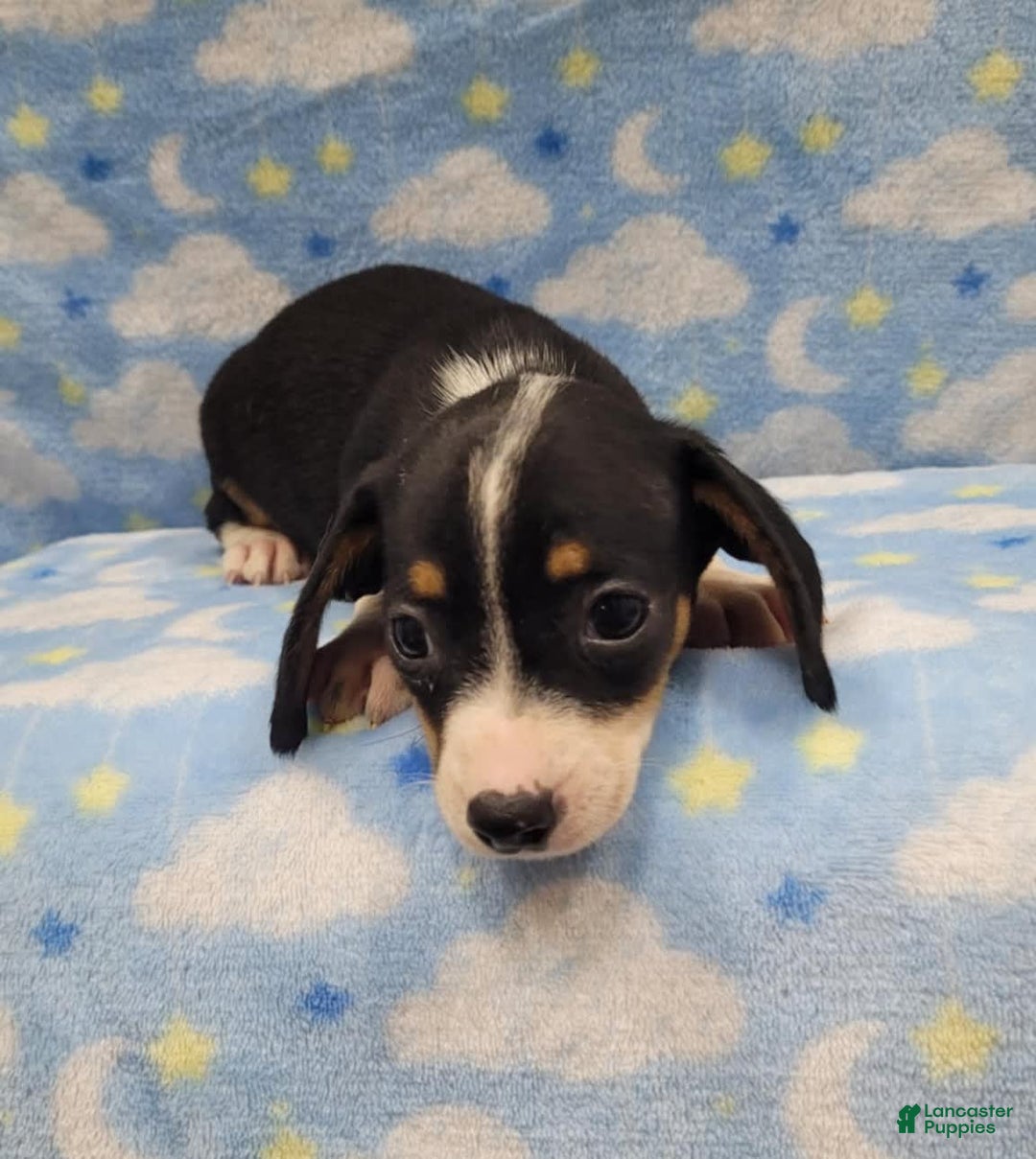 Miniature Dachshund dogs for sale: Cody - Image 4