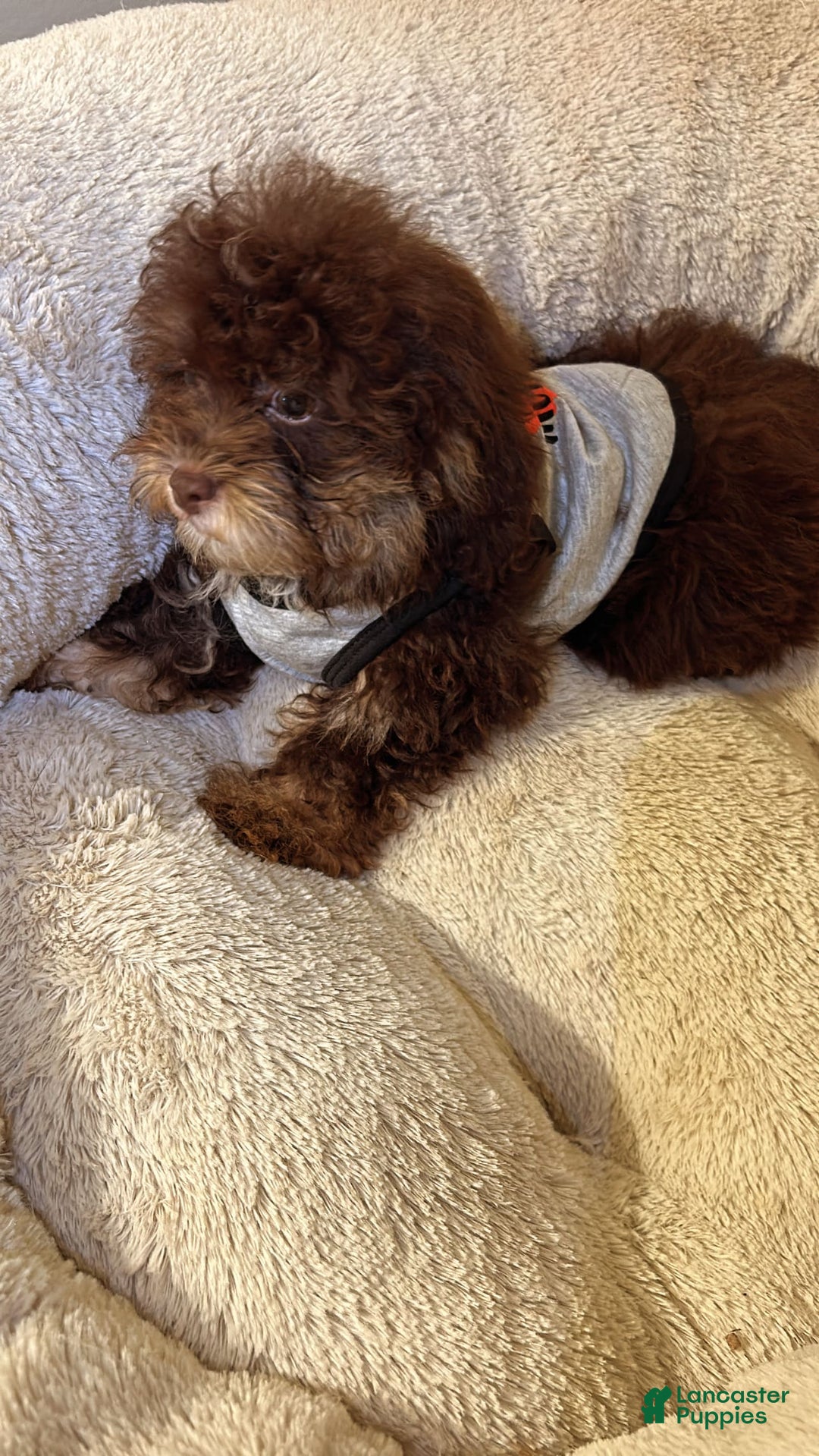 Shihpoo dogs for sale: Shih-Poo 3 puppies - Image 3