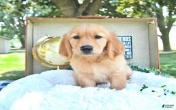 Golden Retriever dogs for sale: Andy - Image 11