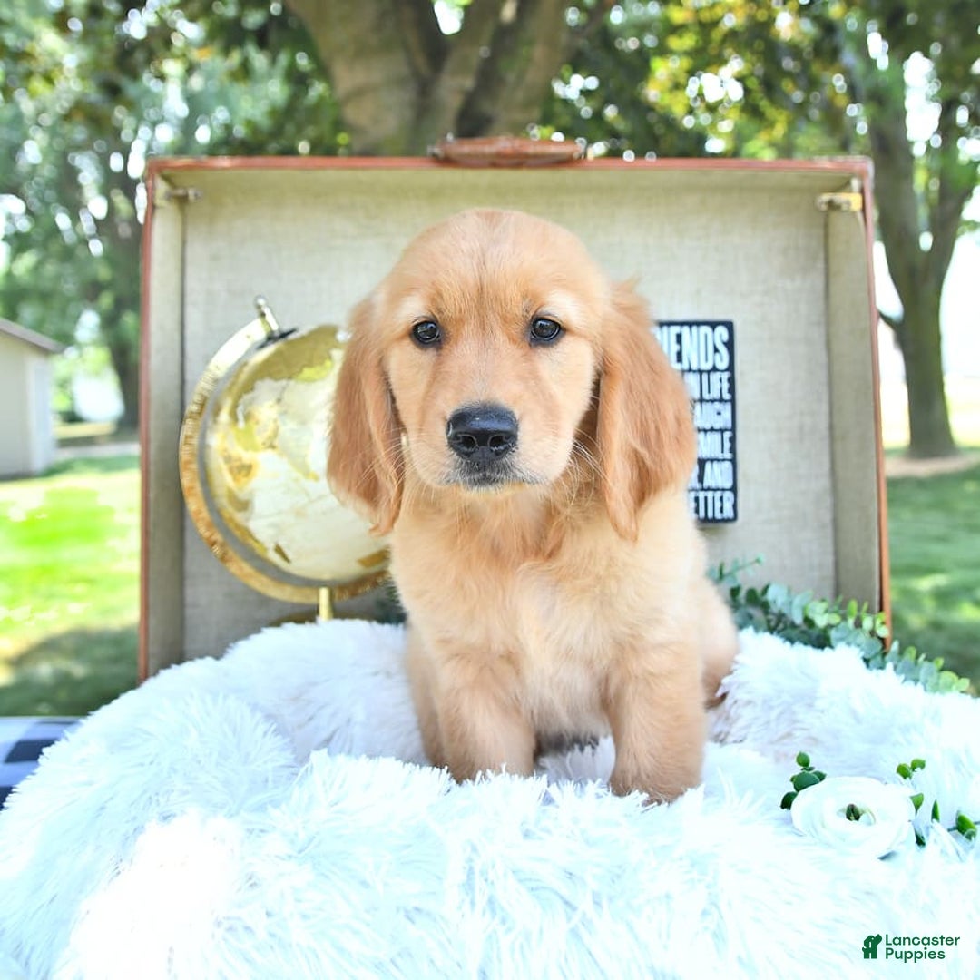Golden Retriever dogs for sale: Andy - Image 11