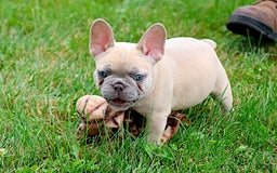 French Bulldog dogs for sale: Emma - Image 7