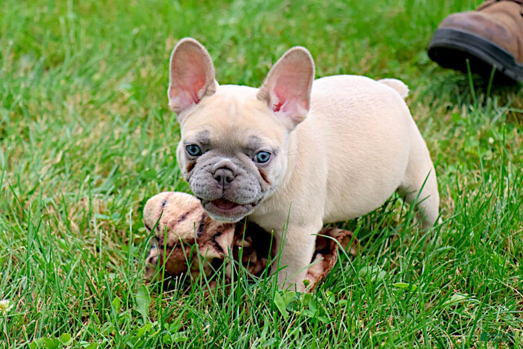 French Bulldog dogs for sale: Emma - Image 7