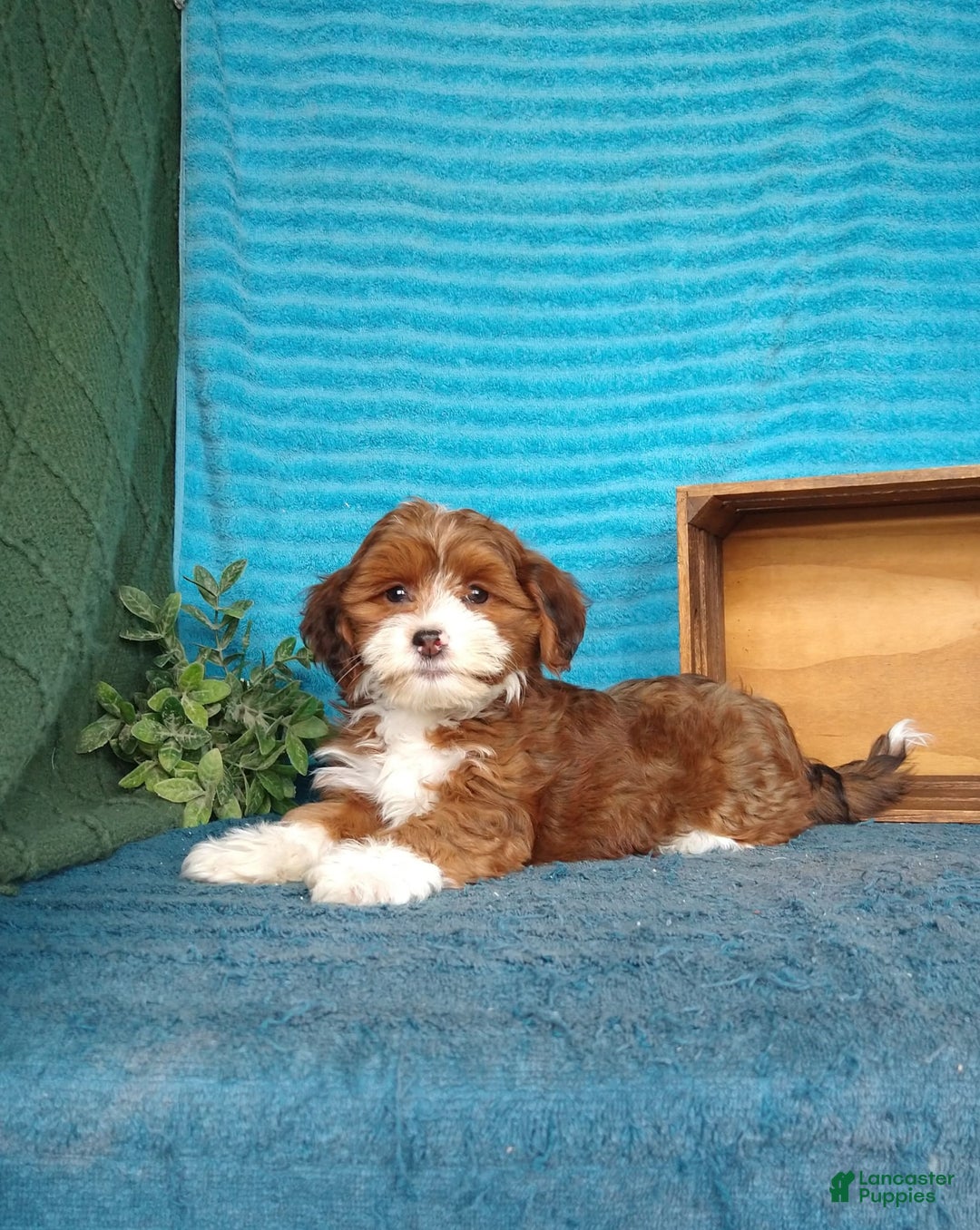 Havanese dogs for sale: Lilly - Image 5