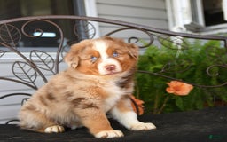 Australian Shepherd dogs for sale: Lenny - Image 2