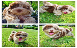 Havapoo dogs for sale: Fiesta - Image 12