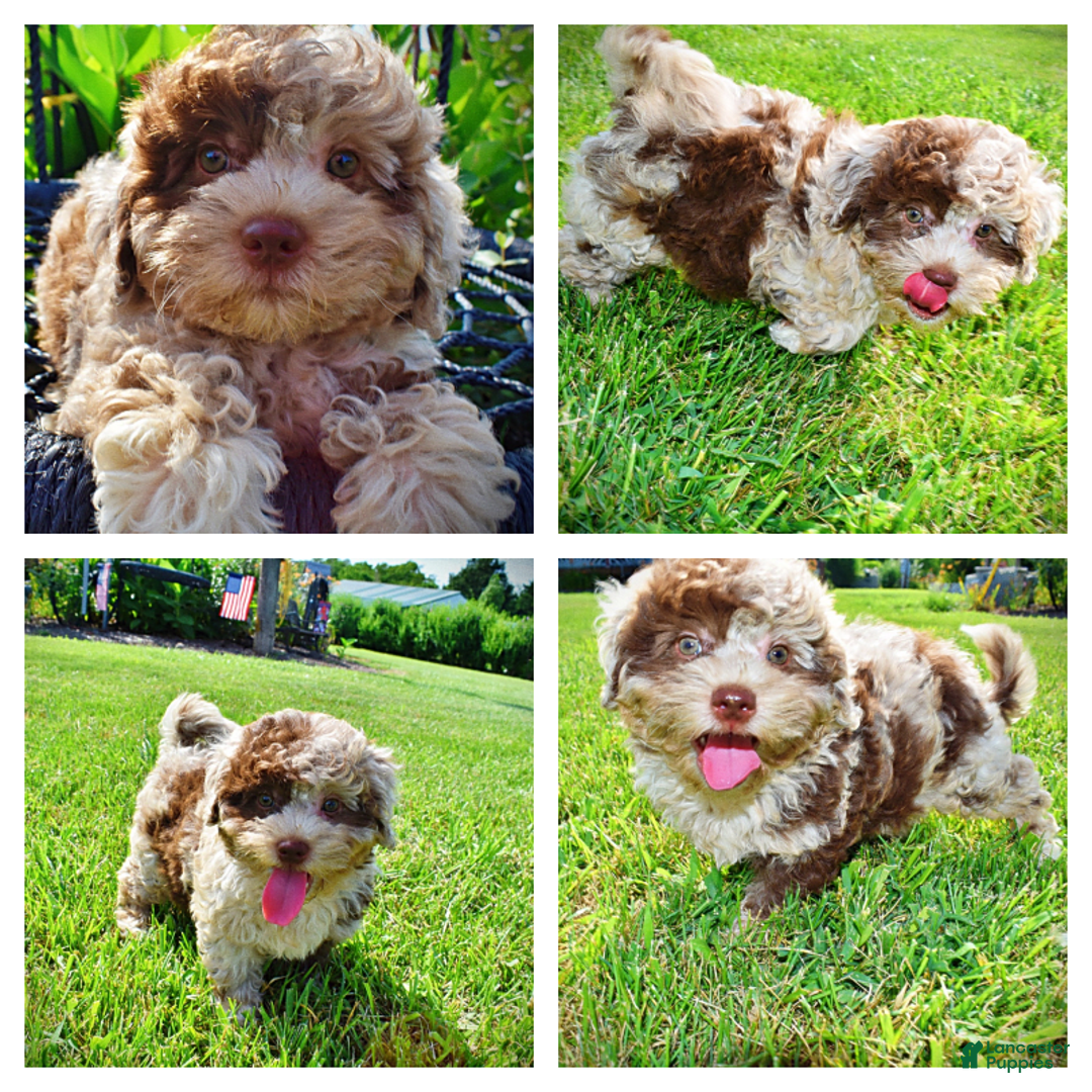 Havapoo dogs for sale: Fiesta - Image 12