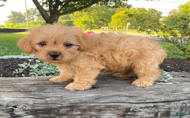 Yorkiepoo dogs for sale - Ad 2