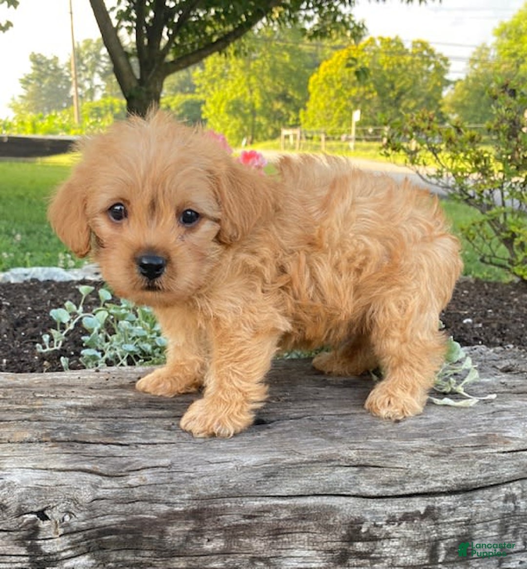 Yorkiepoo dogs for sale: Potter - Image 1