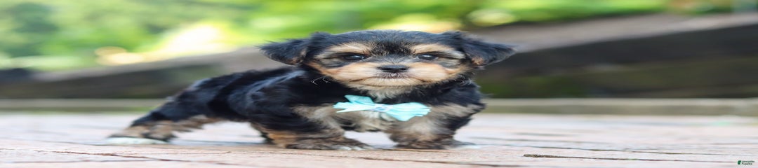 Paul