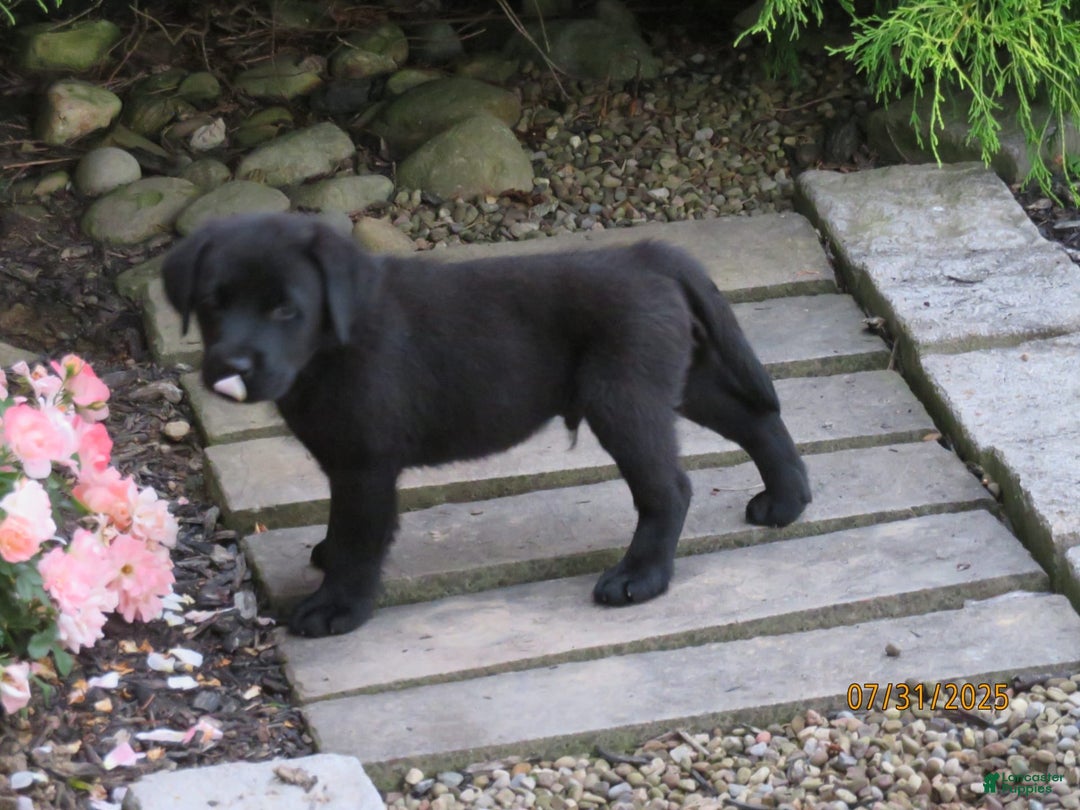 Labrador Retriever dogs for sale: Hunter - Image 6