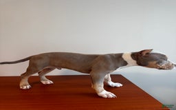 American Bully dogs for sale: Handsome - Image 3
